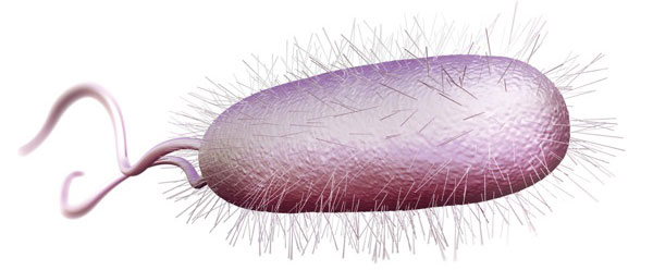 H Pylori Infection Found To Protect Against Ibd
