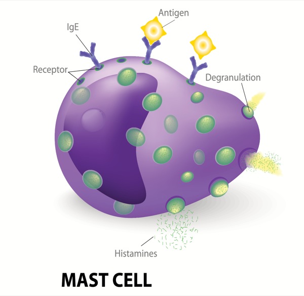 Mast Cells Gaining Attention in GI Disease